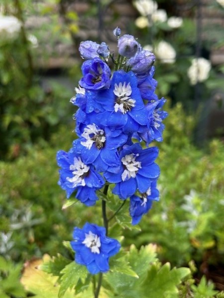 thumbnail_IMG_2003 (1)