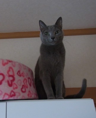 「猫だらけ」