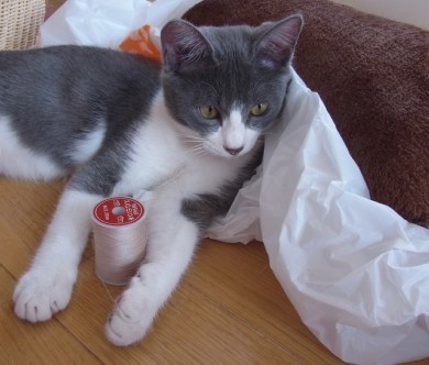 「猫だらけ」