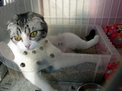 「猫だらけ」