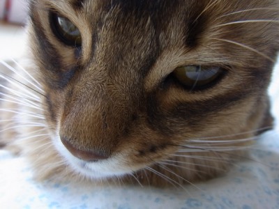 「猫だらけ」