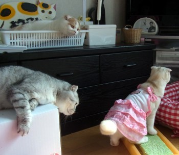 「猫だらけ」
