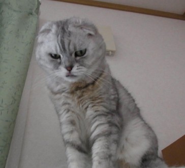 「猫だらけ」