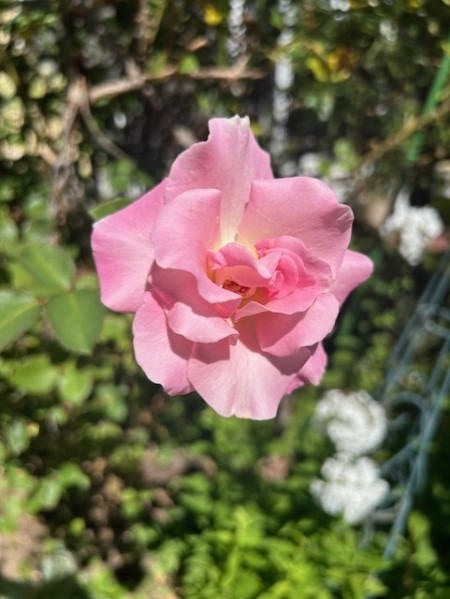 thumbnail_IMG_5140 (1)