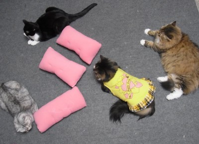 「猫だらけ」