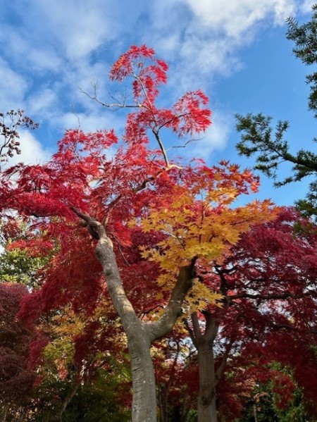 thumbnail_IMG_4064 (1)