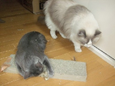 「猫だらけ」