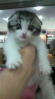 「猫だらけ」