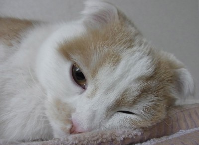 「猫だらけ」