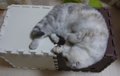 「猫だらけ」