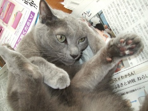 2007_0530猫写真0018