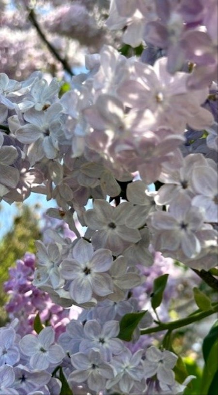 thumbnail_IMG_6825
