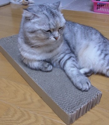 「猫だらけ」