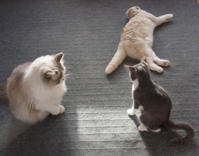 「猫だらけ」