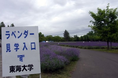 「猫だらけ」