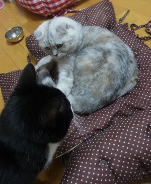 「猫だらけ」