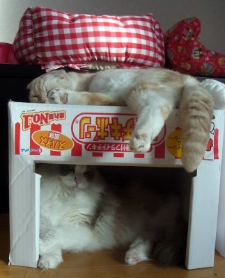 「猫だらけ」