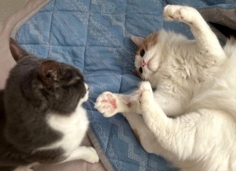 thumbnail_IMG_4163 (2)