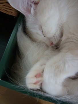 「猫だらけ」