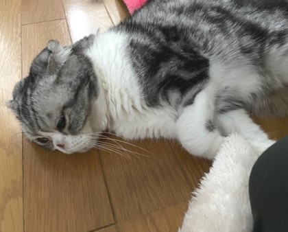 猫の病気に関するご質問にお答えします。 : 猫だらけ Powered by 