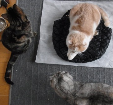 「猫だらけ」