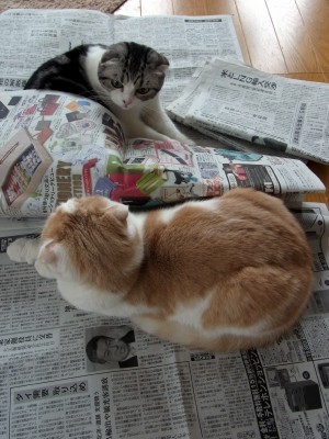 「猫だらけ」