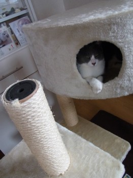 「猫だらけ」