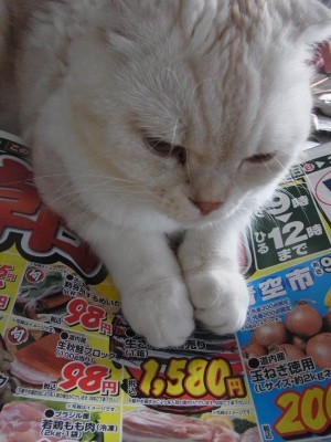 「猫だらけ」