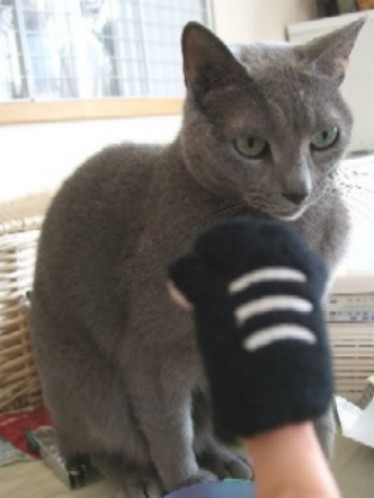 2008_0422猫写真0013
