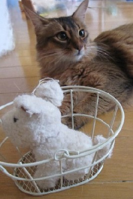 「猫だらけ」