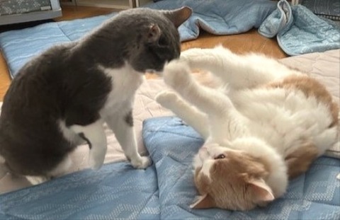 thumbnail_IMG_4248 (1)