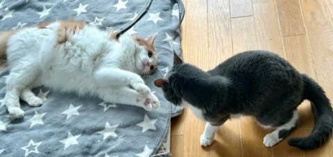 thumbnail_IMG_4343 (1)