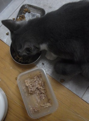 「猫だらけ」