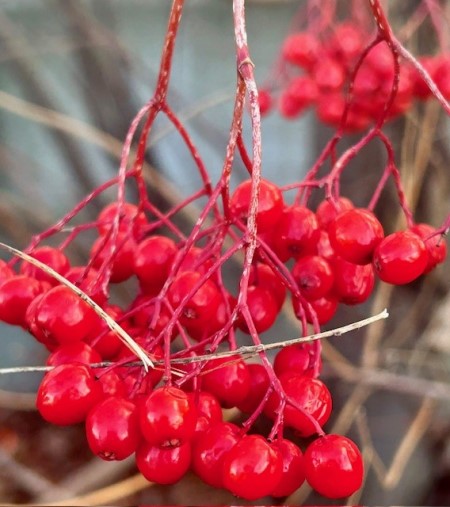 thumbnail_IMG_8681 (1)