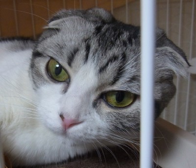 「猫だらけ」