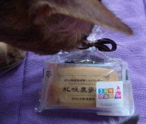 「猫だらけ」