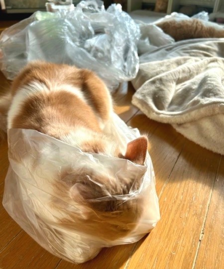 thumbnail_IMG_0518 (2)