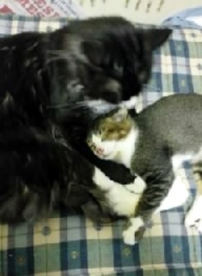 「猫だらけ」