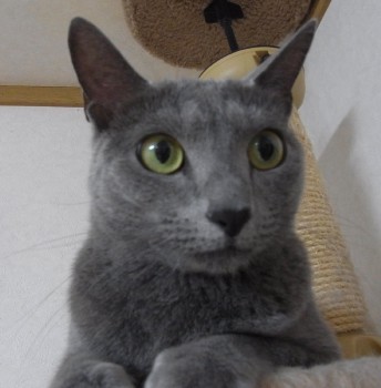 「猫だらけ」