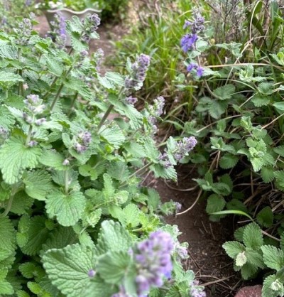 thumbnail_IMG_0104