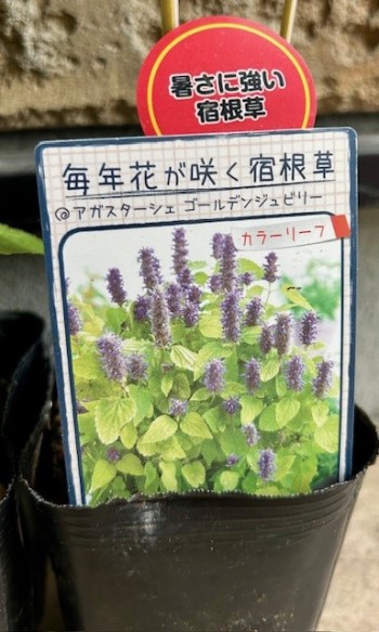 thumbnail_IMG_8766 (1)