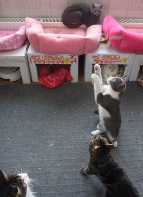 「猫だらけ」