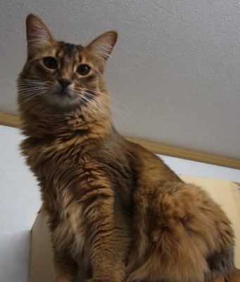 しおりカレンダー②