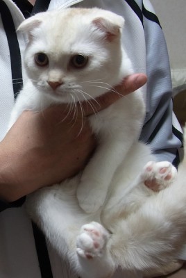 「猫だらけ」