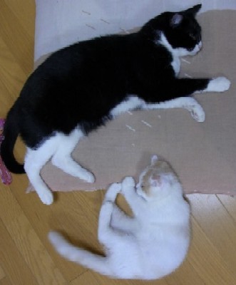 「猫だらけ」