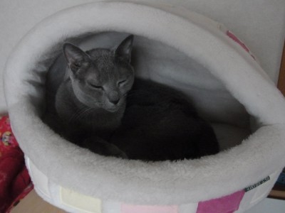 猫が好きなキャットニップとキャットミント 猫だらけ Powered By ライブドアブログ 猫が好きなキャットニップとキャットミント 猫だらけ Powered By ライブドアブログ
