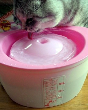「猫だらけ」