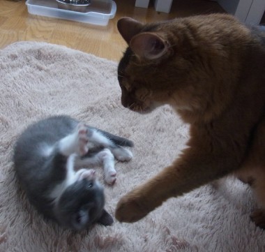 「猫だらけ」