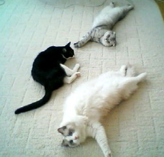 photo (1)