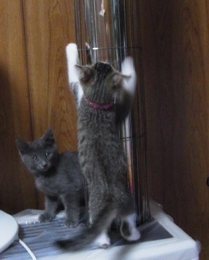「猫だらけ」